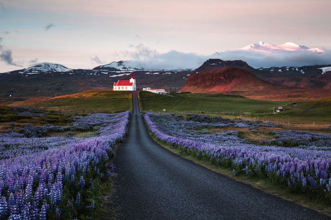 Lupin fields and church at sunrise, Snaefellsnes peninsula, Iceland