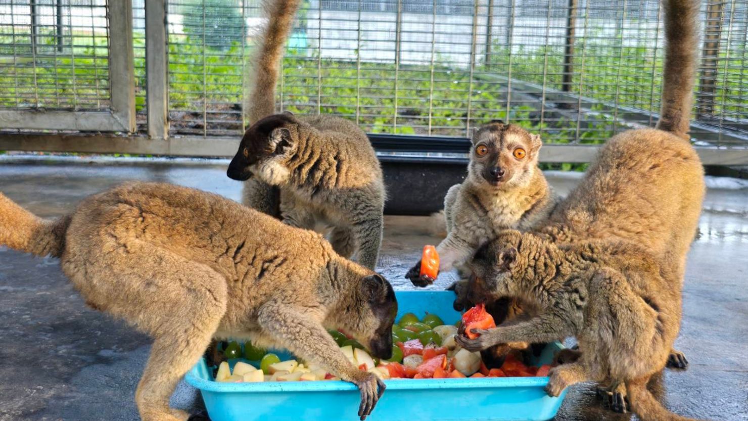 nearly-1000-endangered-animals-repatriated-to-madagascar-in-anti-trafficking-landmark