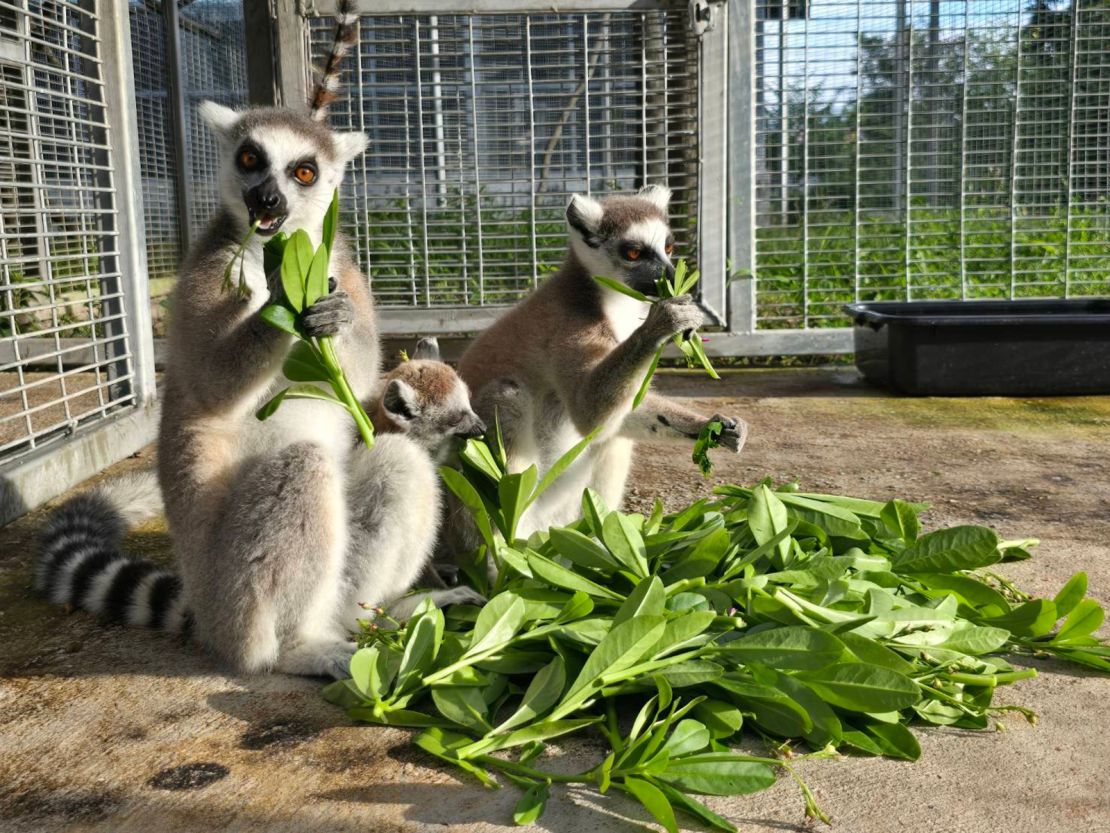 Ring-tailed lemurs munch on their food.