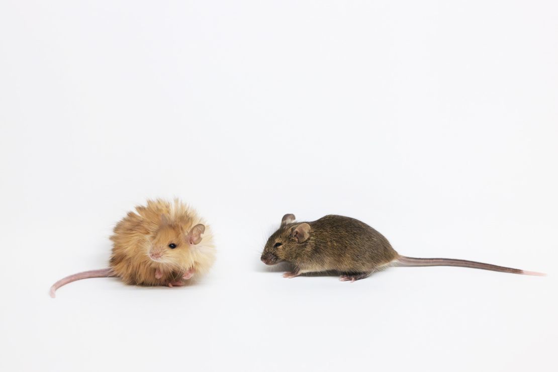The genetically engineered mice are lighter in color than ordinary lab mice.