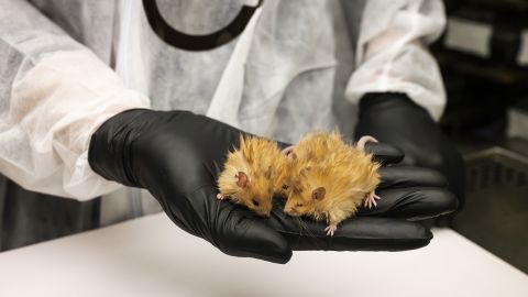 Genetically engineered mouse with woolly fur is a step toward resurrecting extinct mammoth, company says