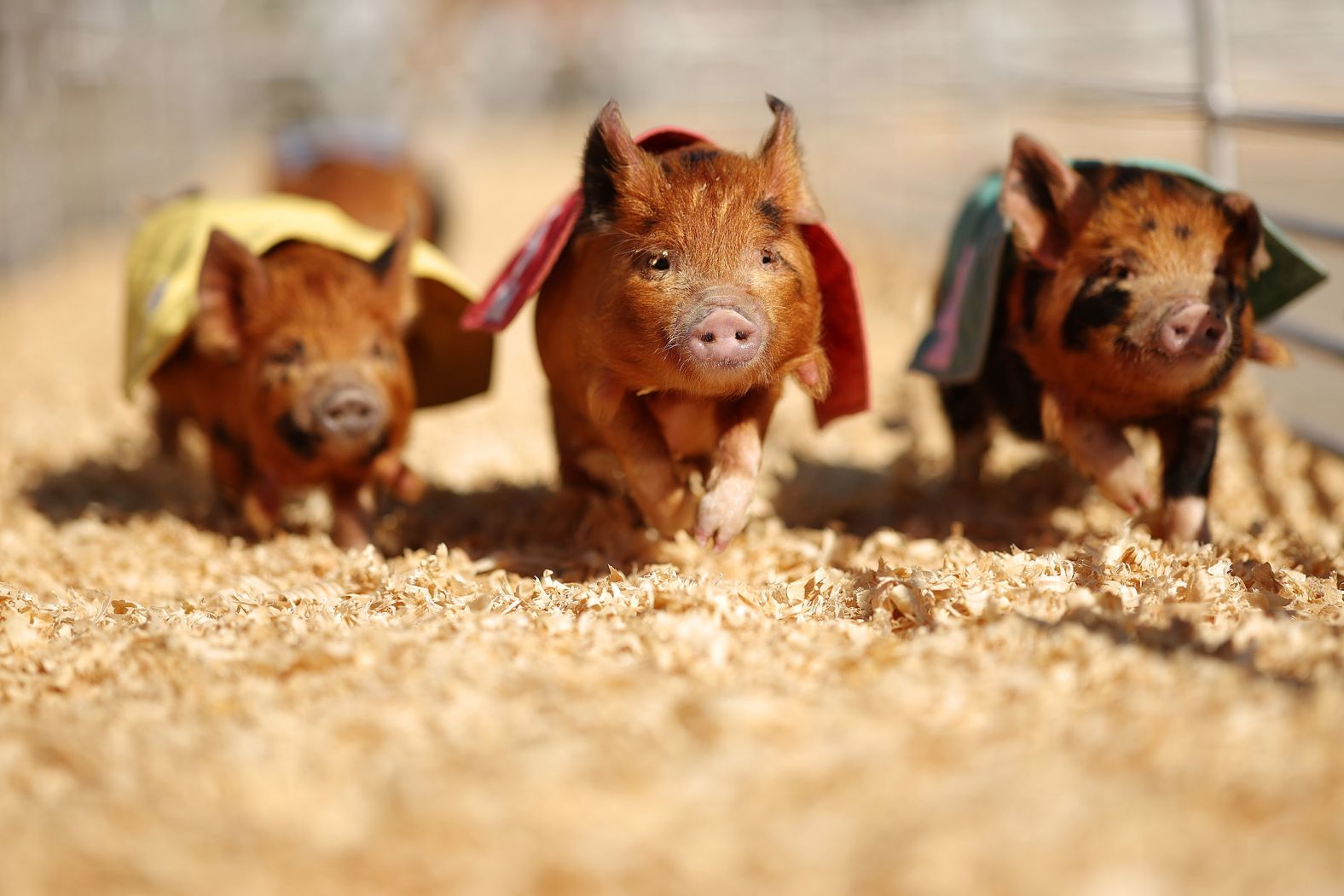 Swifty Swine Racing Pigs compete before a NASCAR race in Fort Worth, Texas, on Sunday, May 4.