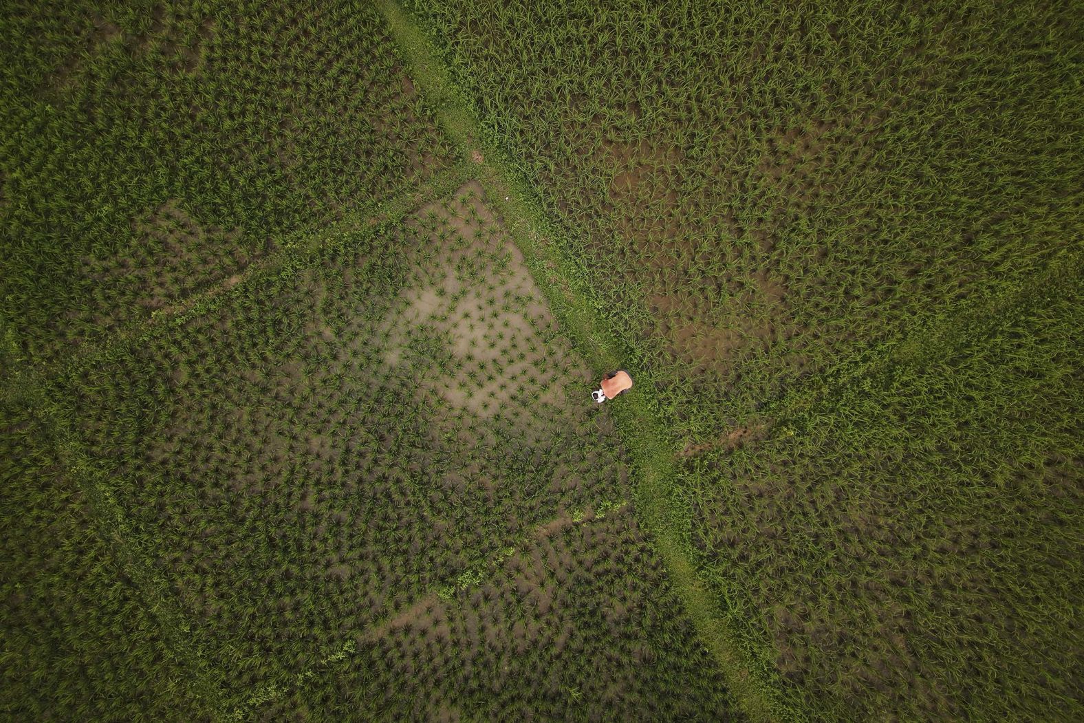 A farmer works in his paddy field on the outskirts of Guwahati, India, on Saturday, August 30.