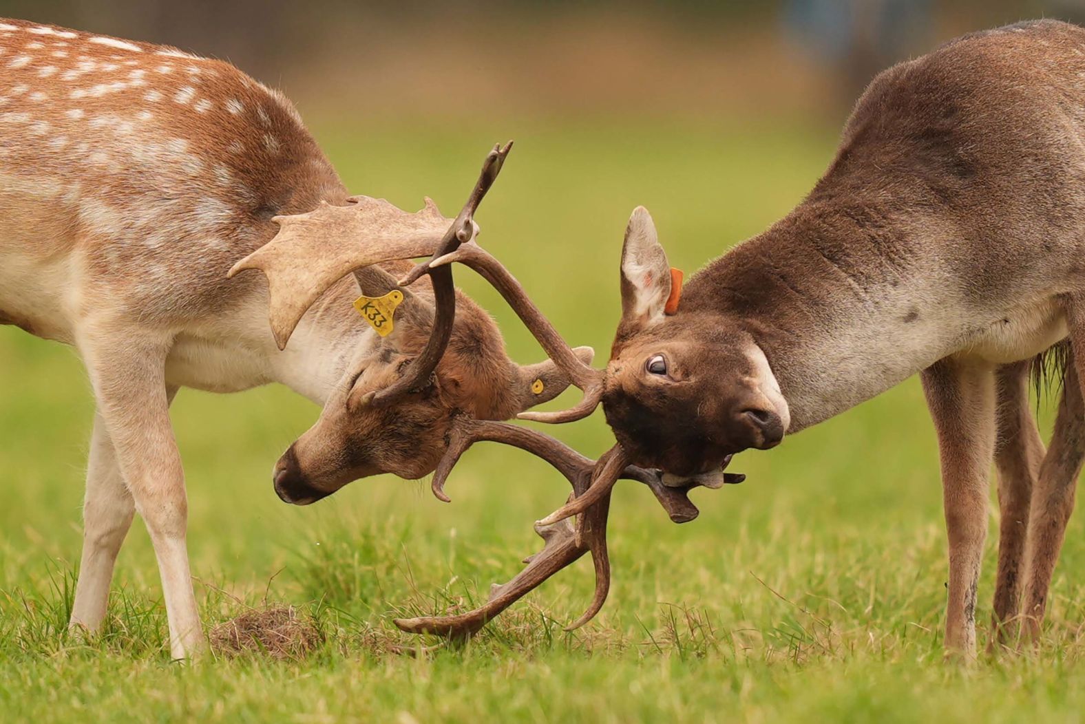 Two deer lock horns in Dublin’s Phoenix Park on Monday, October 13.