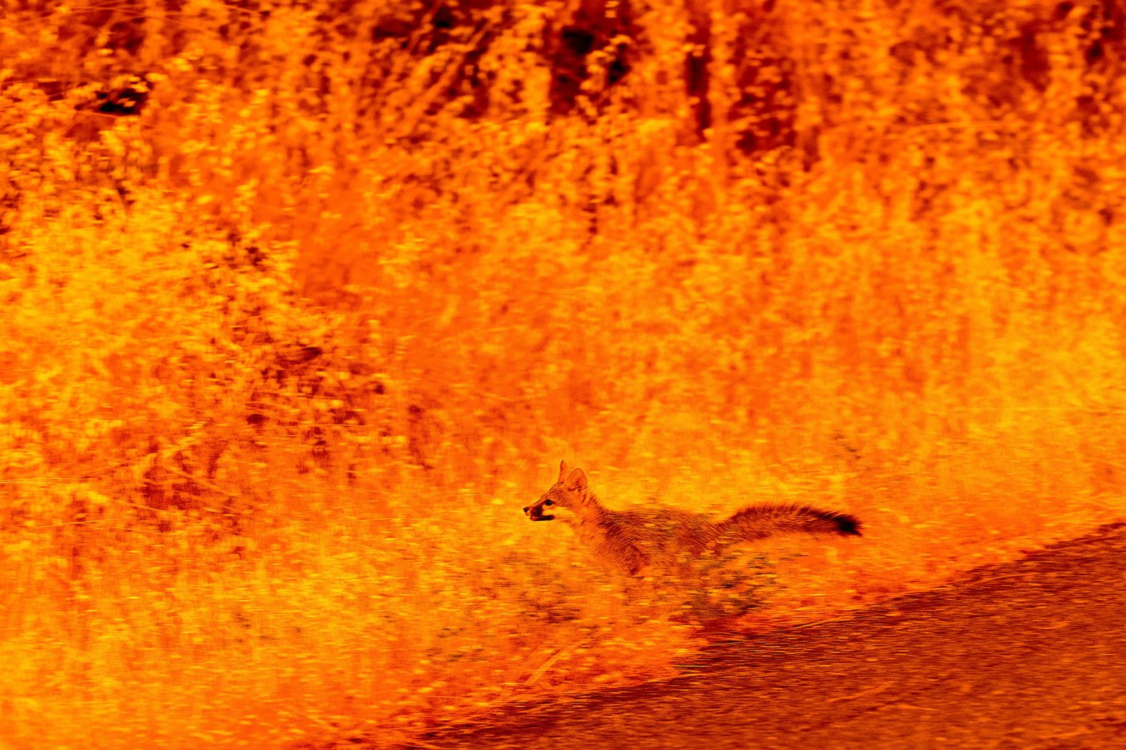 An animal runs through grass while fleeing flames from the <a href="index.php?page=&url=https%3A%2F%2Fwww.cnn.com%2F2024%2F07%2F31%2Fus%2Fwildfires-california-park-colorado-quarry%2Findex.html">Park Fire</a> in Cohasset, California, on Thursday, July 25.