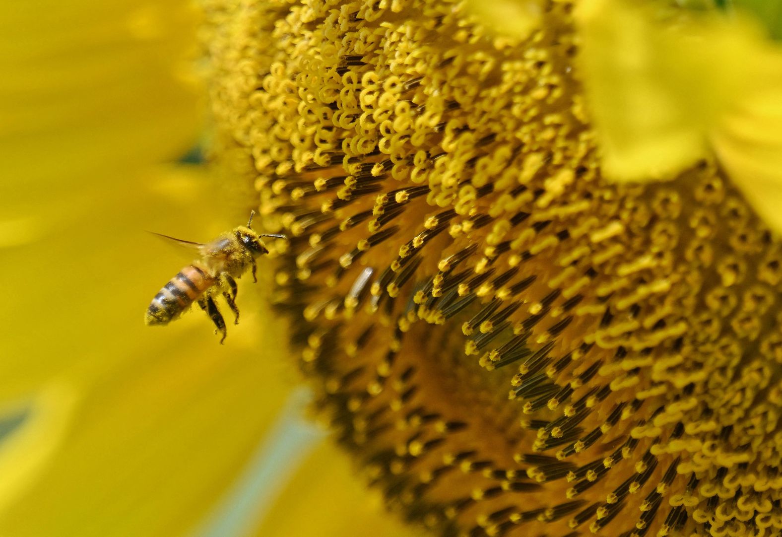 A bee flies on a sunflower in Turen, Venezuela, on Friday, January 17.