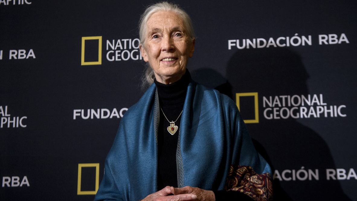 Goodall attends a conference for the RBA Foundation in Madrid in 2016.