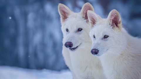 Aquí se muestran dos de tres lobos modificados genéticamente por científicos para que adquieran rasgos de lobo terrible, un animal prehistórico que se extinguió hace unos 12.500 años.