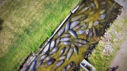 250430_ManateesDying_Dead_Manatees_16x9.jpg