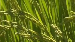 250619_ japan rice crisis vrtc_thumb_clean.png