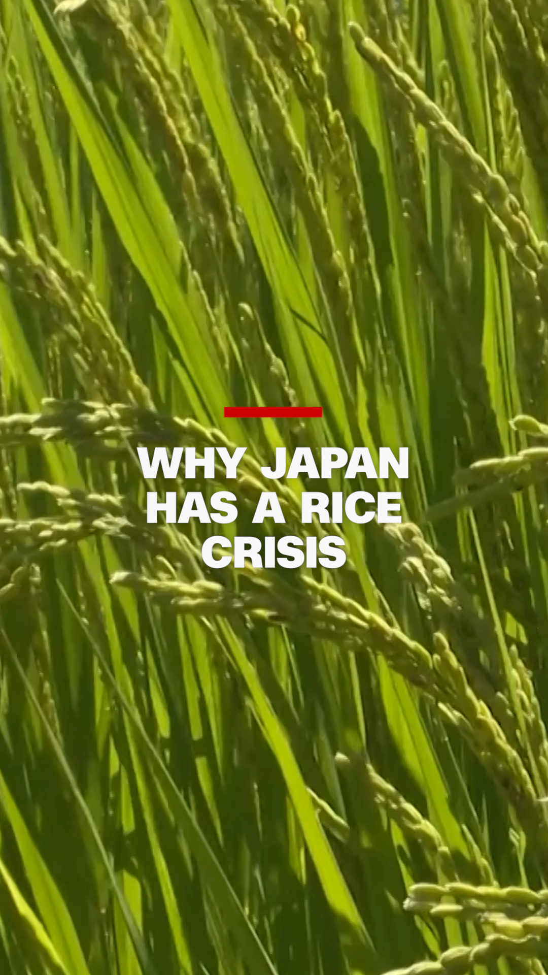 250619_ japan rice crisis vrtc_thumb_fonted.png