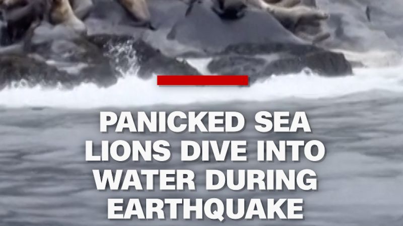 https://media.cnn.com/api/v1/images/stellar/prod/250730-earthquake-sea-lions-vthumb-fonted0.jpg?c=16x9&q=w_800,c_fill