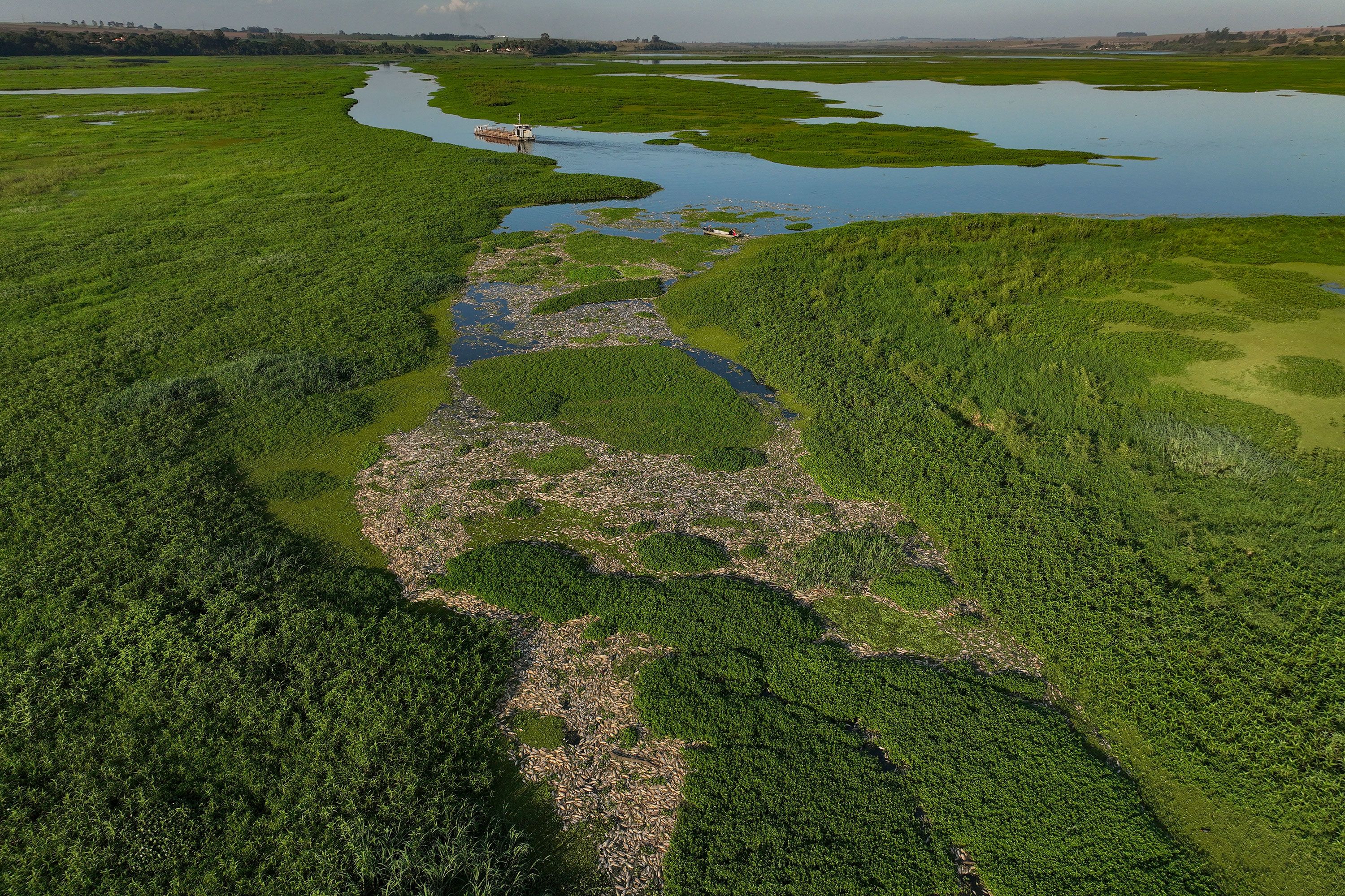 Thousands of dead fish lie on the banks of the Piracicaba River in Piracicaba, Brazil, on Wednesday, July 17. The environmental agency in the state of São Paulo alleges that the cause of their death is irregular dumping of industrial waste.