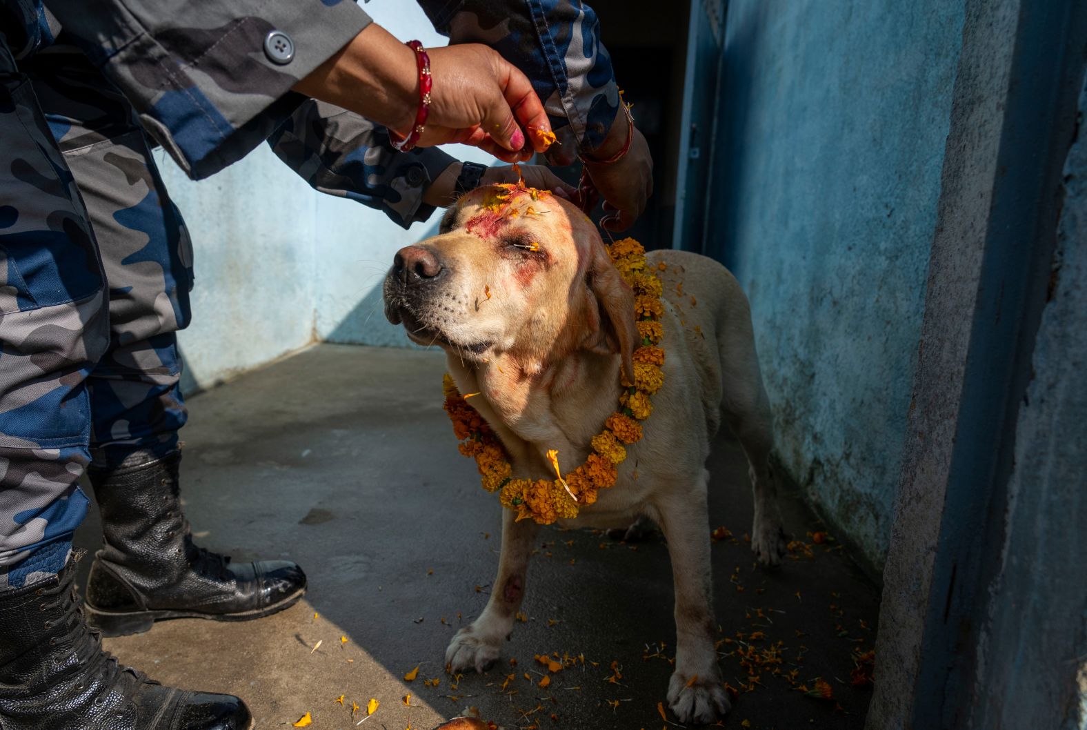 A member of Nepal's Armed Police Force worships a dog at their kennel division during the Kukur Tihar festival in Kathmandu on Thursday, October 31. Every year, dogs are worshipped during the festival to acknowledge their role in providing security. <a href="index.php?page=&url=https%3A%2F%2Fwww.cnn.com%2F2024%2F10%2F31%2Fworld%2Fgallery%2Fphotos-this-week-october-24-october-31">See last week in 30 photos</a>.