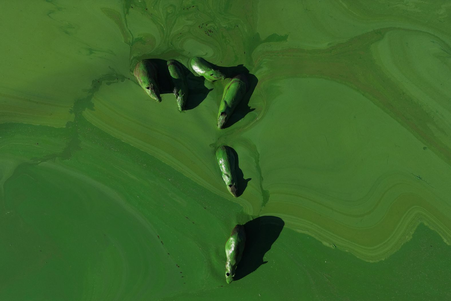 Capybaras are covered in bright green slime caused by algae in the Salto Grande Lake near Concordia, Argentina, on Thursday, February 13.