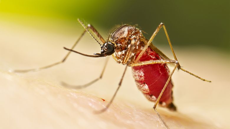 This is a photograph from the Centers for Disease Control and Prevention depicting a female Aedes aegypti mosquito after taking her blood meal. Aedes aegypti is also known as the yellow fever mosquito.