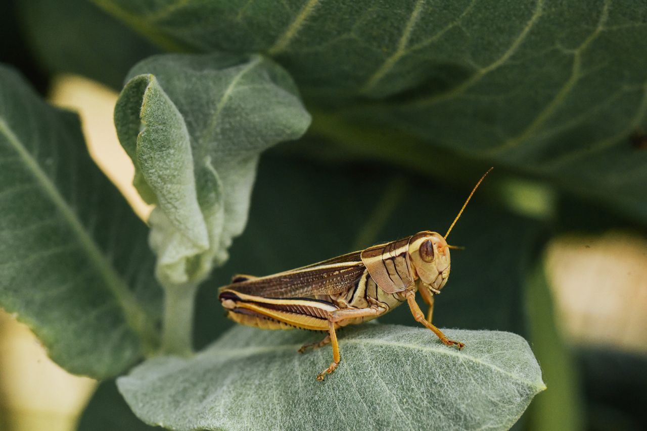 Grasshopper On Green Leaves.