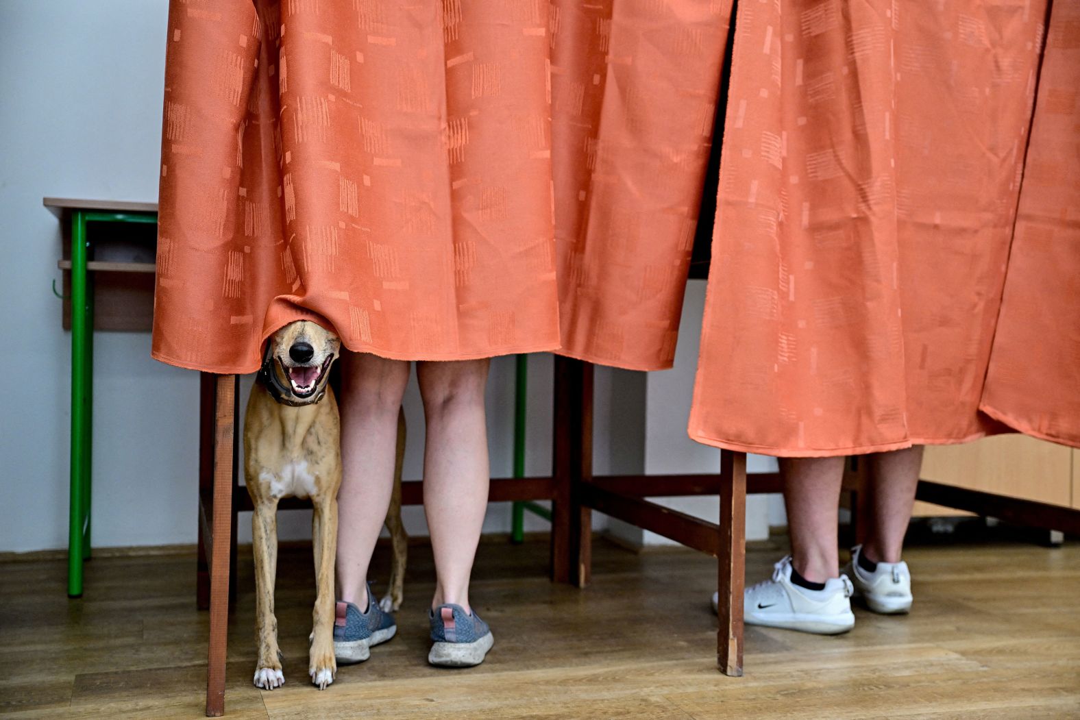 A dog stands inside a voting booth in Budapest, Hungary, on Sunday, June 9.