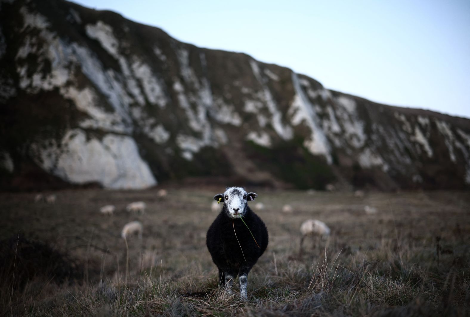 A sheep grazes in Samphire Hoe, a nature preserve in Dover, England, on Thursday, January 2.