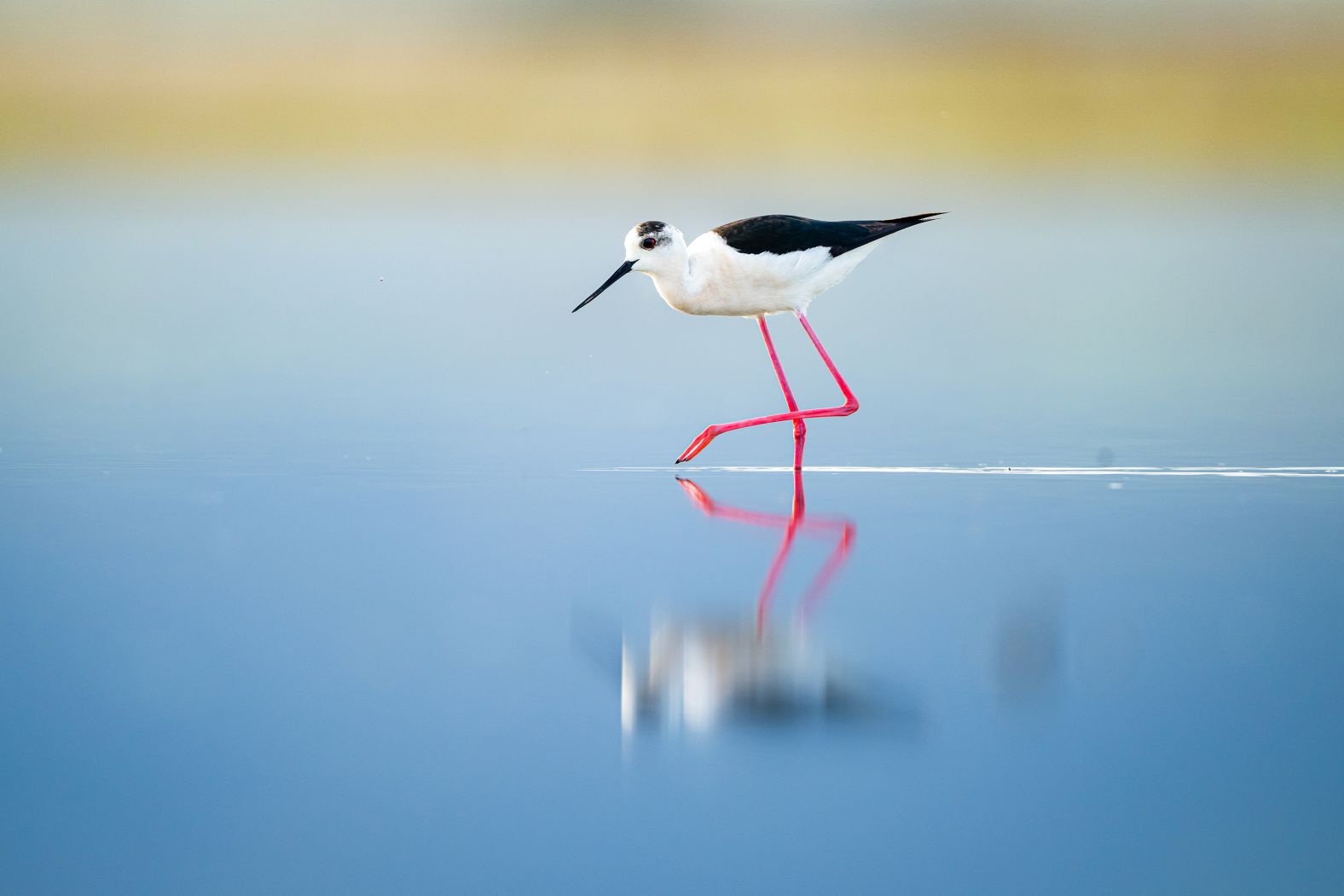 A black-winged stilt walks on the Kavak Delta in Çanakkale, Turkey, on Tuesday, May 13.