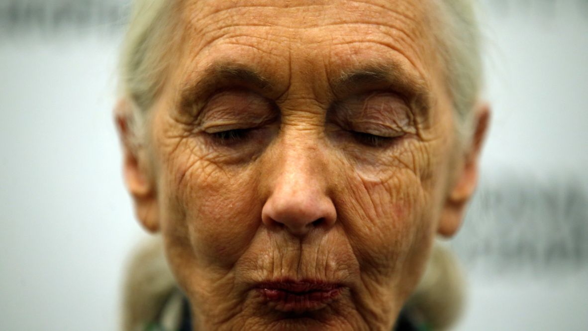 Goodall listens to a journalist's question during a news conference at the National Geographic summit in Lisbon, Portugal, in 2017.