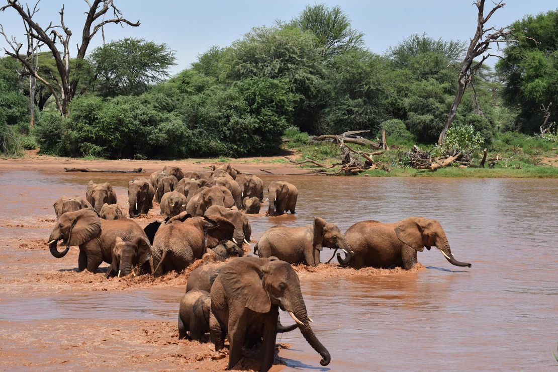 As several families cross the Ewaso Ngiro River together, a female from the Native Americans family responds to her calf’s distress call.