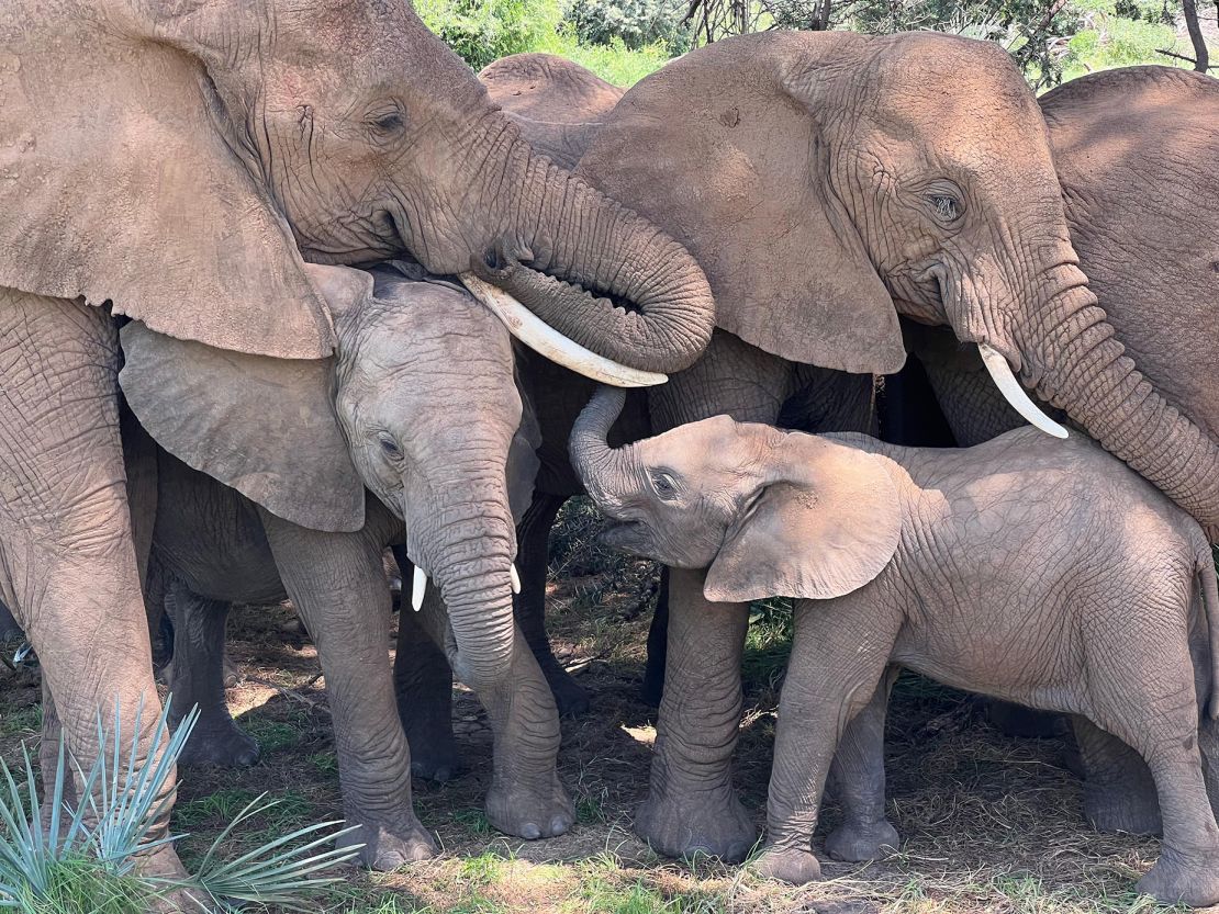 An elephant family comforts a calf while napping under a tree in Samburu National Reserve, Kenya.