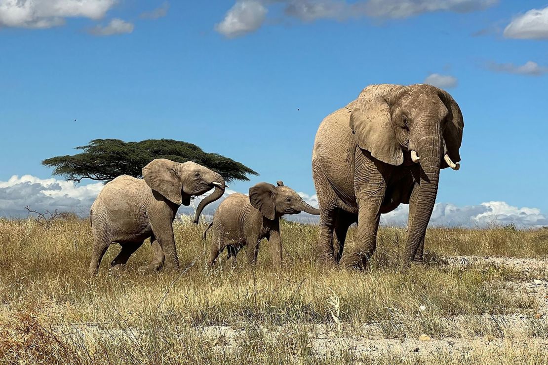 An elephant leads her calves away from danger in northern Kenya.