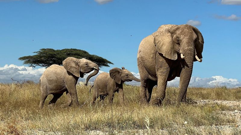 Дивите африкански слонове могат да се обръщат един към друг
