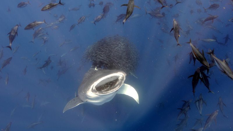 Spectacular images of the wonders of nature shown at photo competition