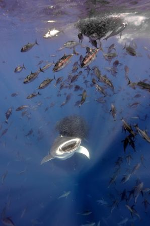 Marine biologist Jorge Fontes' photograph of a whale shark feeding on a bait ball of snipefish was the overall winner.