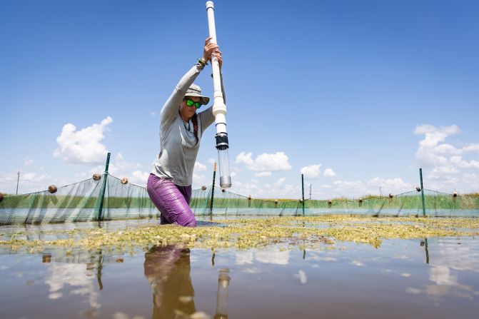 A researcher captured collecting a sediment core in the wetlands of the Florida Everglades came runner-up in the research in action category.