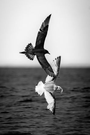 A photo of an arctic skua mimicking the flight pattern of a black-legged kittiwake won in the relationships in nature category.