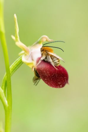 Two long-horned bees captured on a Helen’s Bee orchid came runner-up in the relationships in nature category.