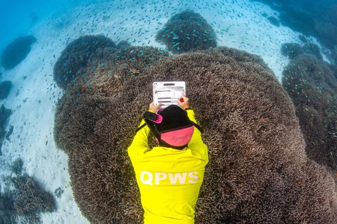 An image of a park ranger assessing coral health at Lady Musgrave Reef in the southern Great Barrier Reef won in the protecting our planet category.