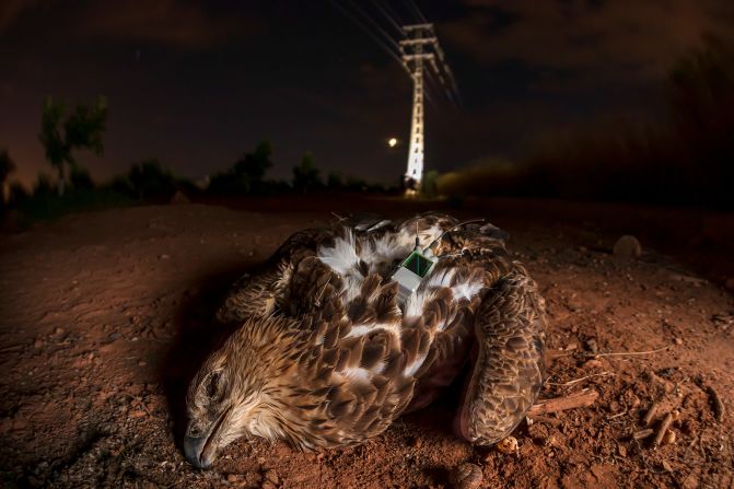 A devastating image of a Bonelli’s eagle lying dead beneath the power lines that killed her came runner-up in the protecting our planet category.