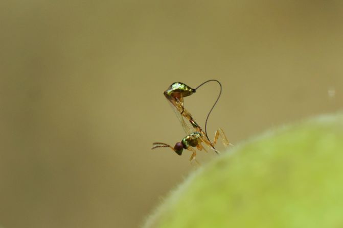 A non-pollinating fig wasp depositing its eggs inside the fig won in the life close-up category.