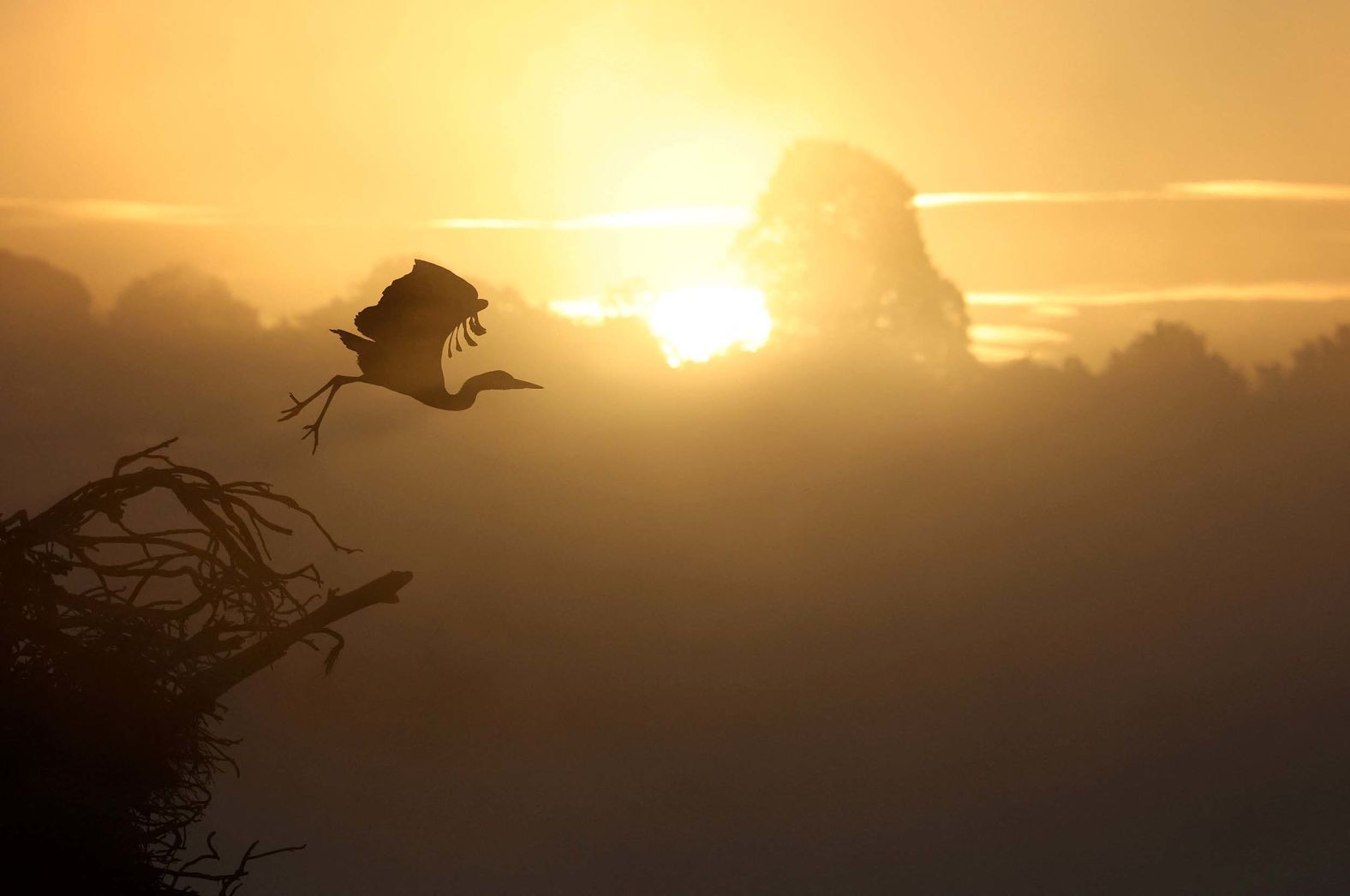 A heron takes flight as the sun rises in London’s Richmond Park on Tuesday, September 23.