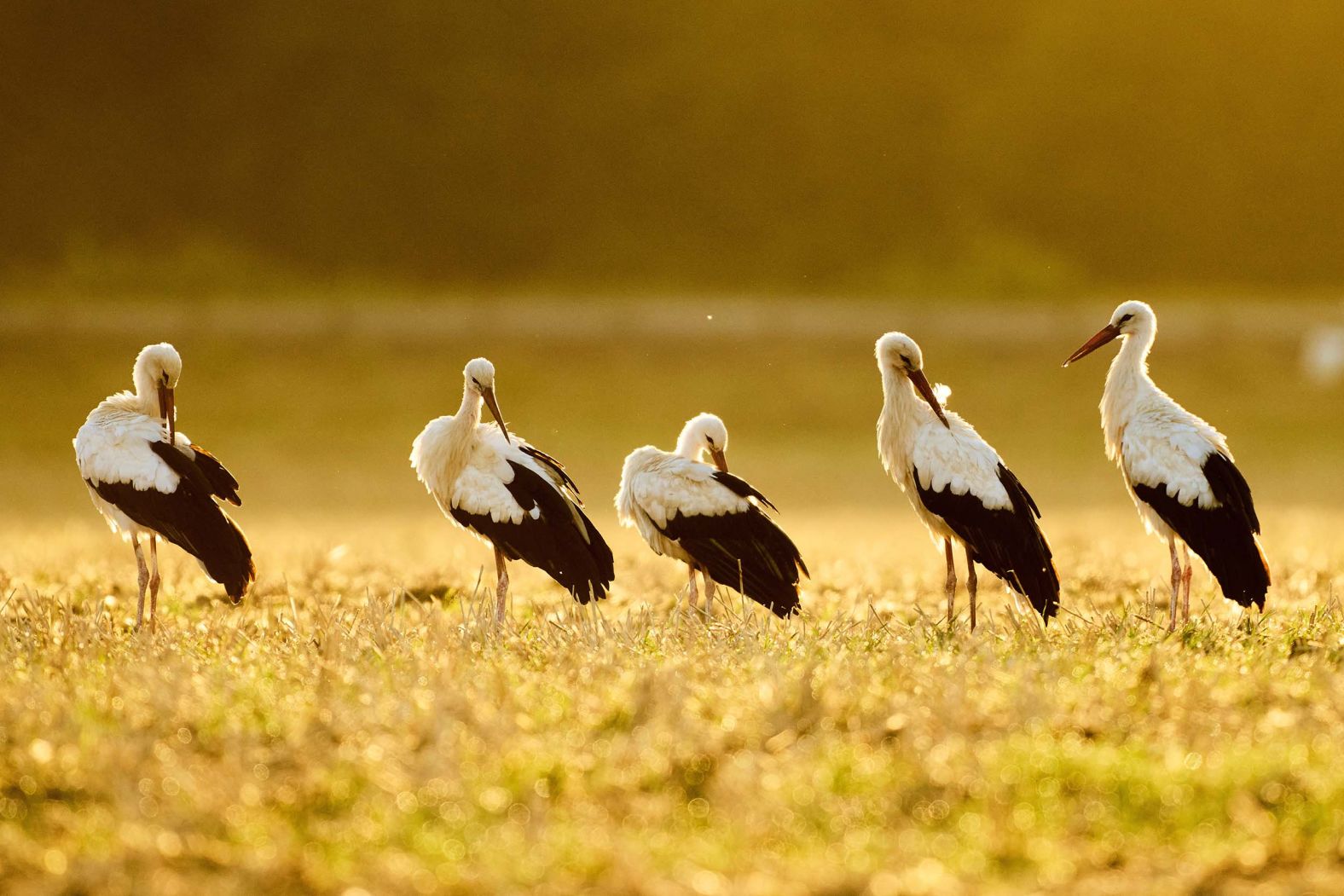 Storks stand on a field on the outskirts of Frankfurt, Germany, on Monday, August 18.