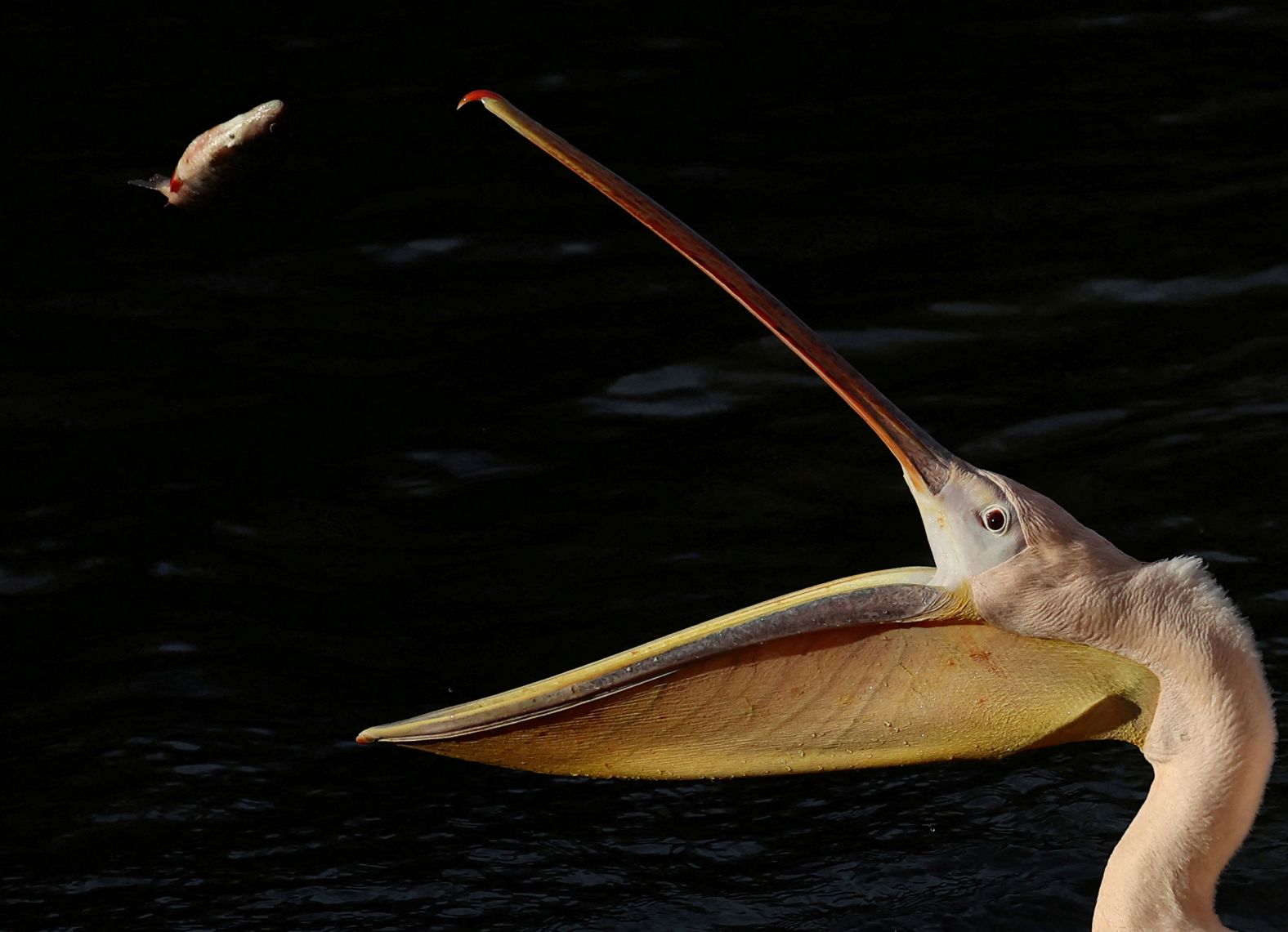 A pelican prepares to catch a fish at St James's Park in London on Friday, February 2.
