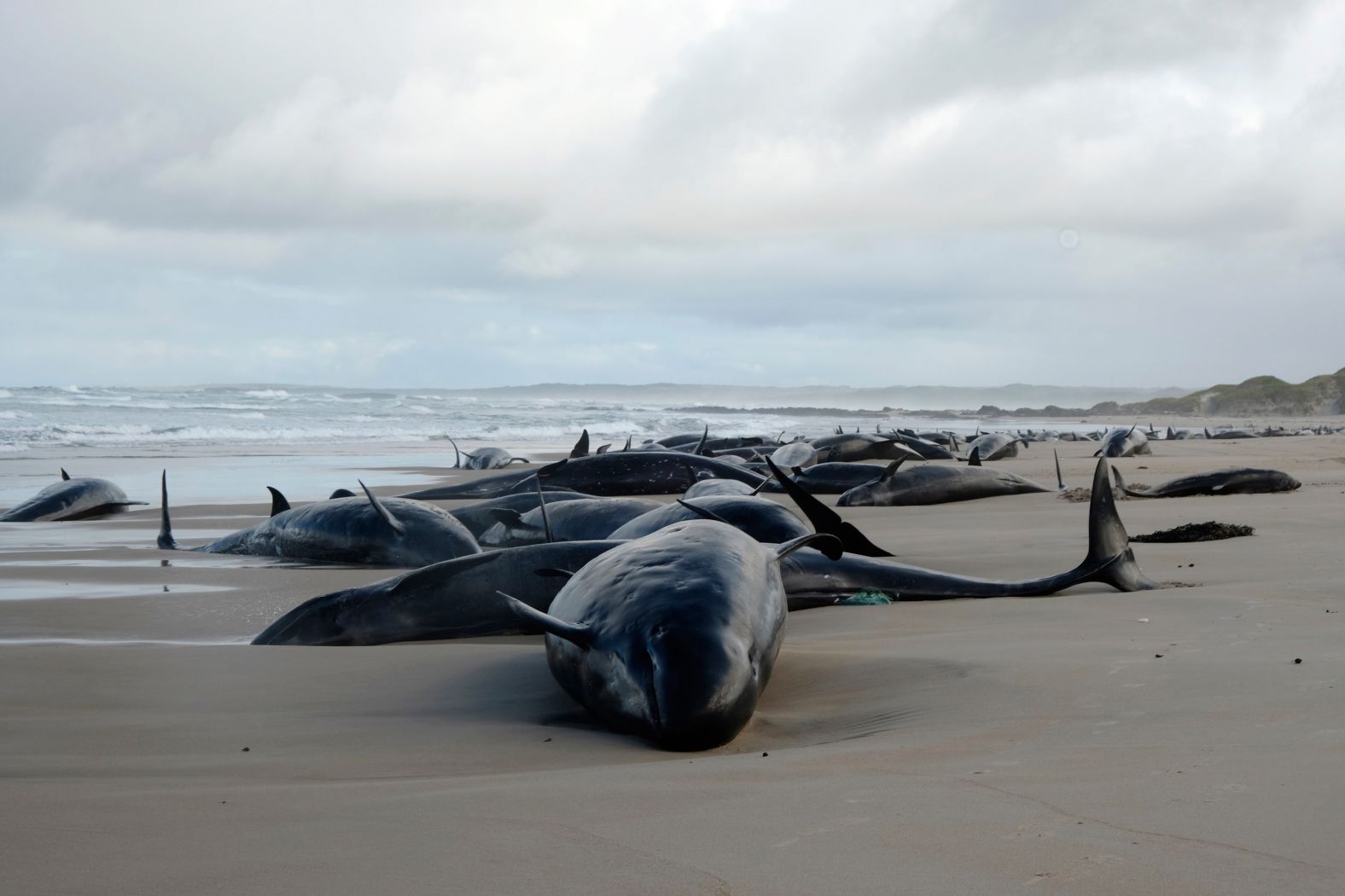 False killer whales are seen stranded on a remote beach in Tasmania on Wednesday, February 19. Australian wildlife officers <a href="https://www.cnn.com/2025/02/18/australia/150-whales-stranded-tasmania-intl-latam/index.html">made the difficult decision to euthanize 90 of the whales</a> after rough ocean conditions made it impossible to refloat them.