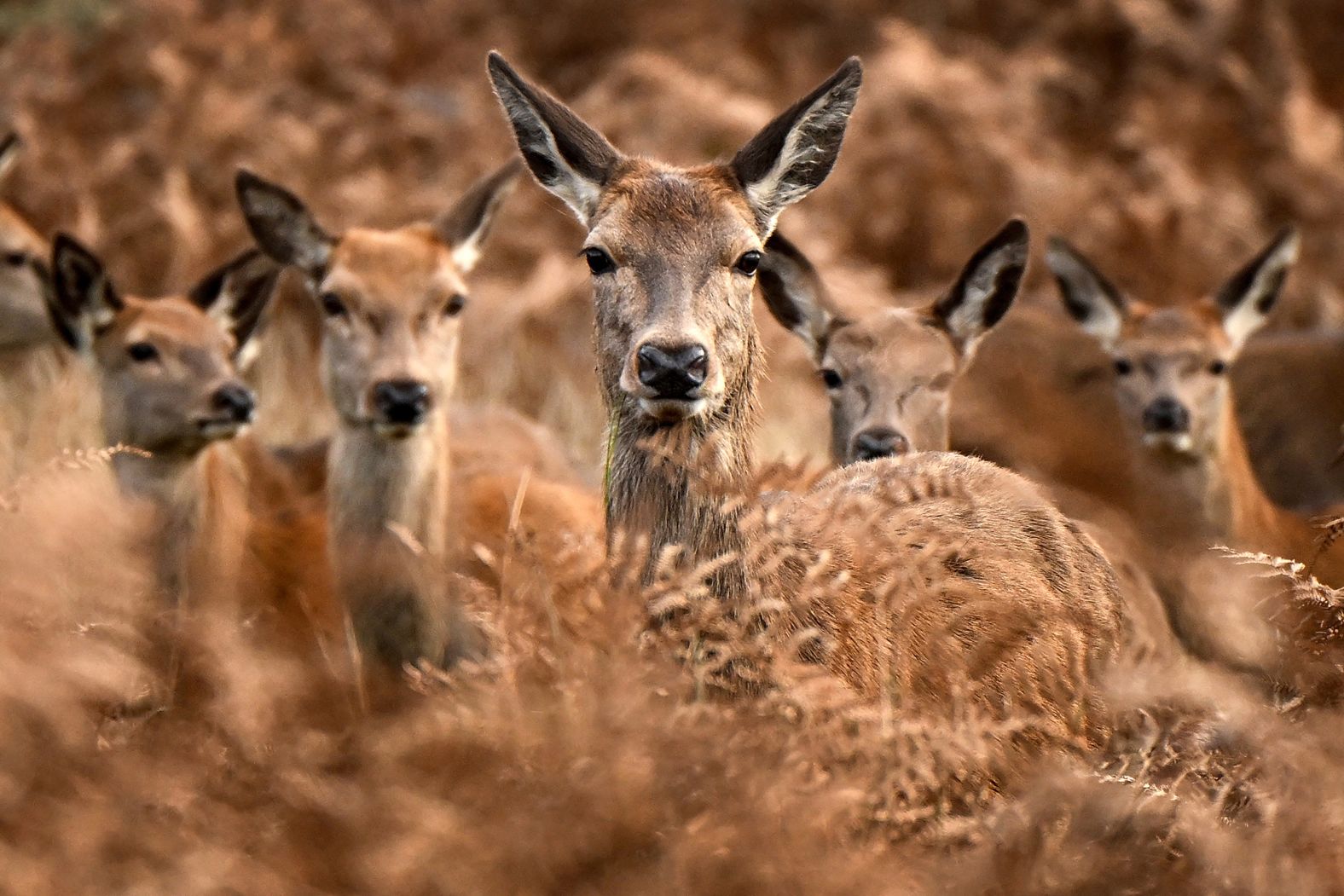 Red deer look out from bracken in London’s Richmond Park on Sunday, November 17.