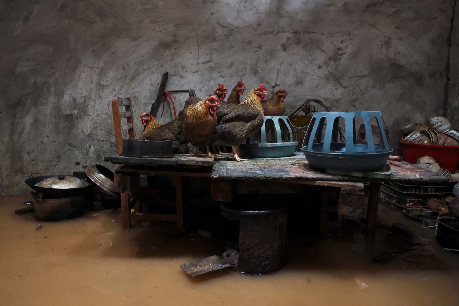 Chickens stand on a kitchen counter in a flooded house after days of heavy rainfall in Qingyuan, China, on Friday, August 8.