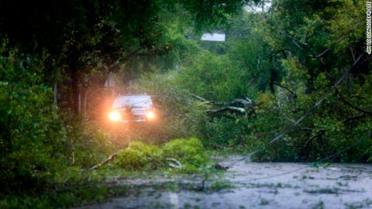 Hundreds of trees have collapsed after water-logged soil could no longer bear the weight. 