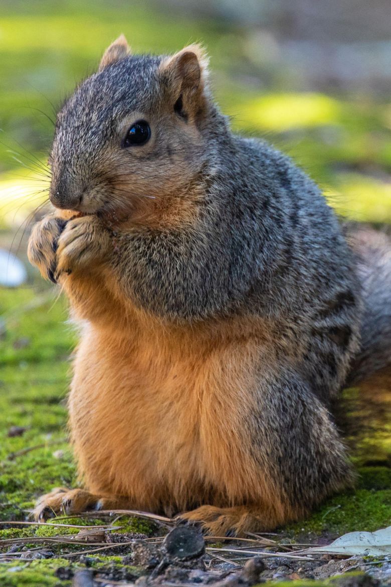 A fox squirrel is seen eating seeds in California's Crystal Cove State Park.