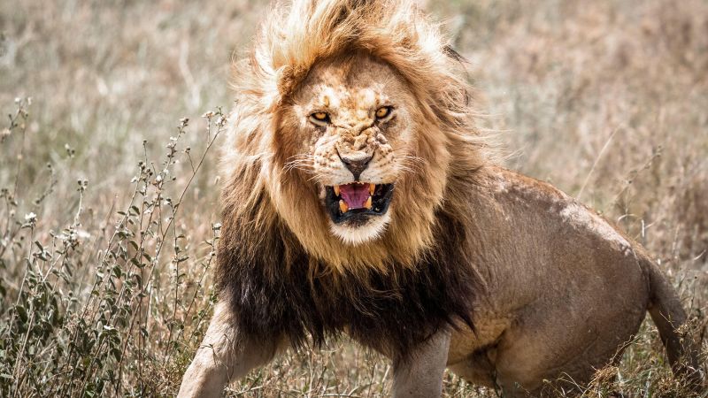 Изправяте се лице в лице с лъв в дивата природа. Знаете ли какво да направите след това?