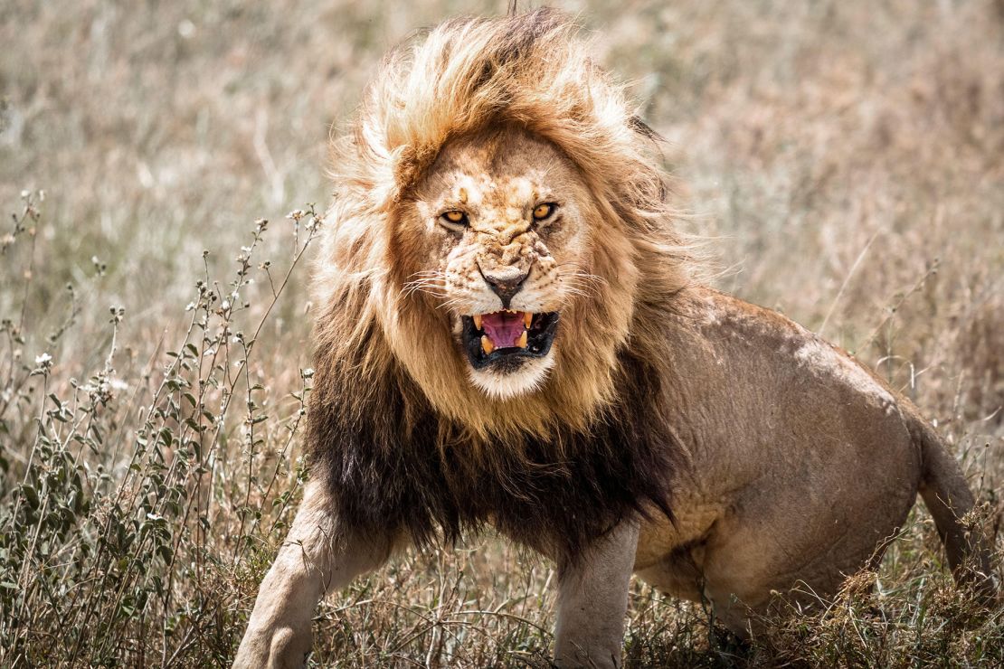 Would you know what to do if you encountered a lion up close? One piece of advice -- don't tuck tail and run.