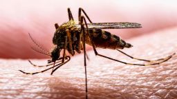 2EW5BXN Encephalitis, Yellow Fever, Malaria Disease, Mayaro or Zika Virus Infected Culex Mosquito Parasite Insect on Skin Macro