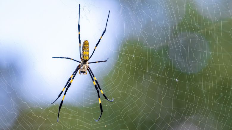 2JWF1YB Large female Joro spider (Trichonephila clavata) on her web in Snellville (Metro Atlanta), Georgia. (USA)