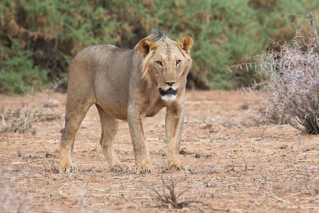 De Tsavo-leeuwen waren manloos, net als deze volwassen mannetjesleeuw. Het is niet ongebruikelijk dat leeuwen in droge gebieden van Kenia, zoals Samburu en Tsavo, manloos zijn.